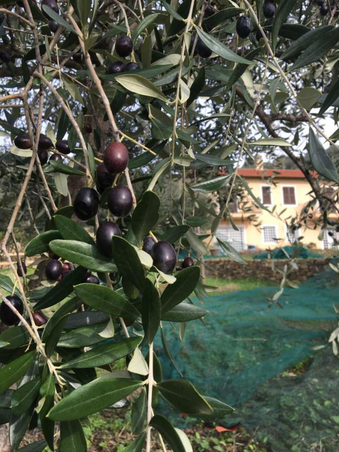 Agriturismo Oltrealmare Civezza Екстер'єр фото